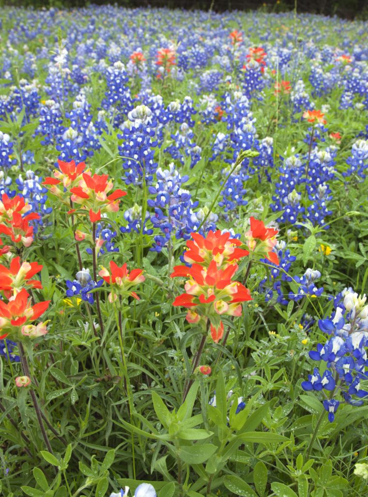 A low angle view of Indian Paintbrush and Bluebonnets wildflowers in a Texas field